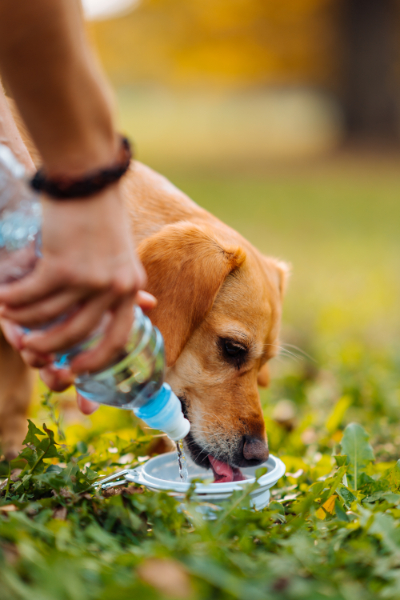 pitje vode pes