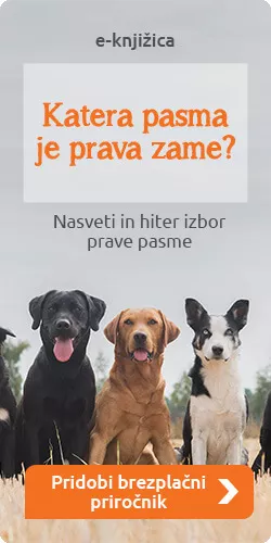 Brazilský mastif nebo brazilská fila pes v parku plakáty na zeď • plakáty  skvrnitý, doga, full -length